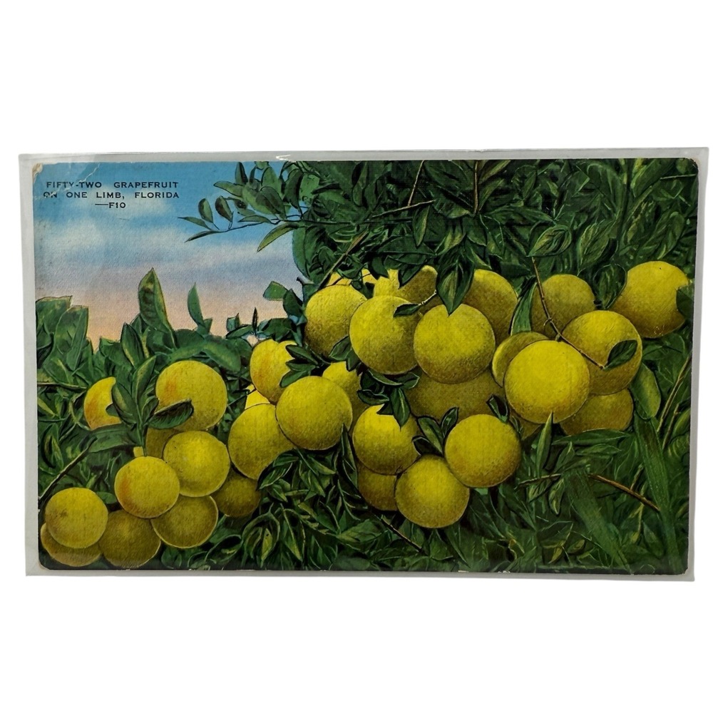 Vintage Linen Postcard Grapefruit on Tree Limb‎ in Florida Made in USA EC Kropp